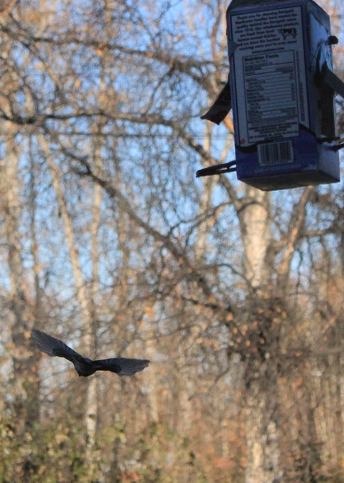 Soar