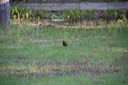 IMG 1974