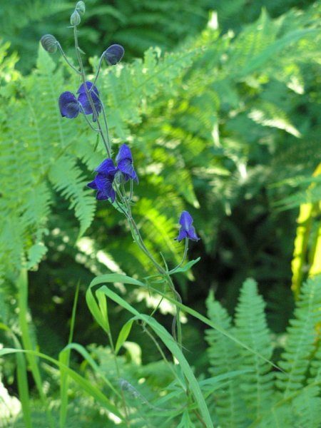 Pretty flowers